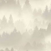 860825 шпалери Rasch колекція B.B Home Passion VI